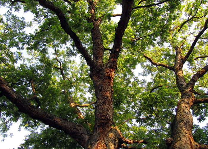 Why Are Trees Important - beautiful trees