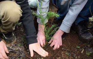 Why Are Trees Important? 6 Quick Reasons Why Are Trees Important - give back to the Earth