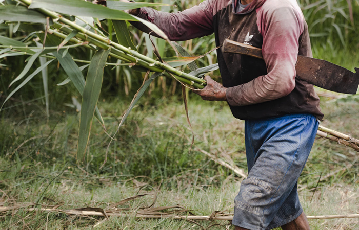 Suger cane harvest for rum production.