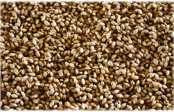 Barley grains for scotch