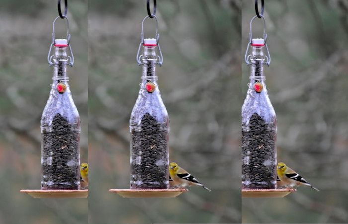 Feeder with Dish
