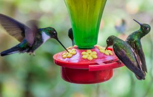 Wine Bottle Bird Feeder Ideas (To Do Yourself) DIY wine bottle bird feeder